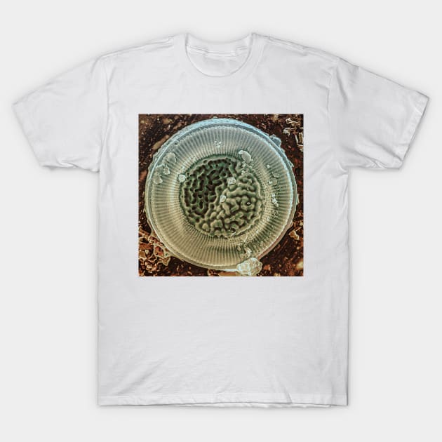 Diatom - Cyclotella litoralis (external, platinum) T-Shirt by DiatomsATTACK